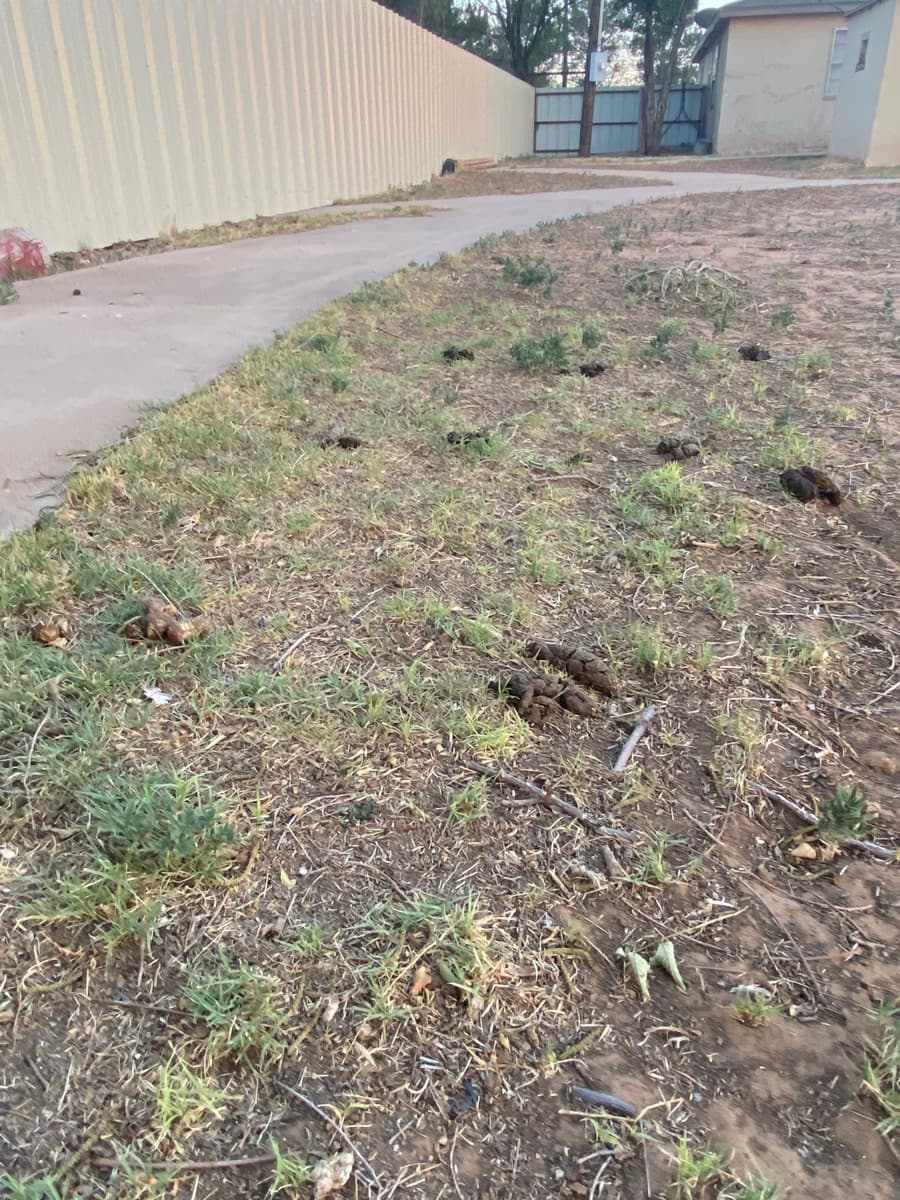 Before — Heavy Buildup Along Fence Line